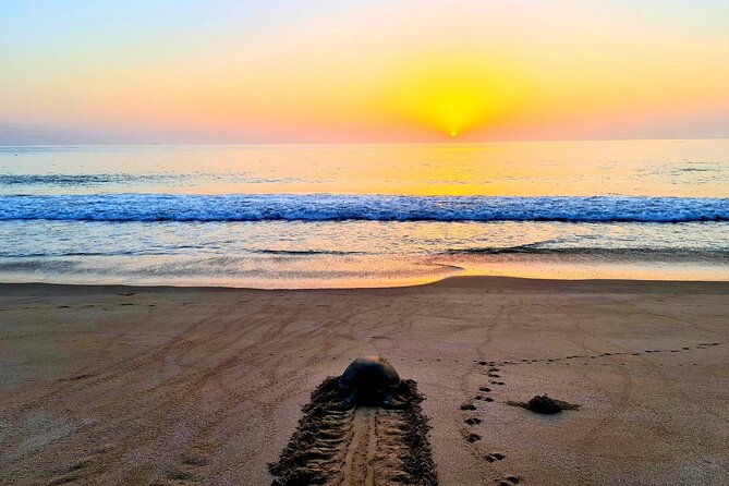 2-day Private Tour to Ras Al Hadd - Why Ras Al Jinz makes this two-day trip special