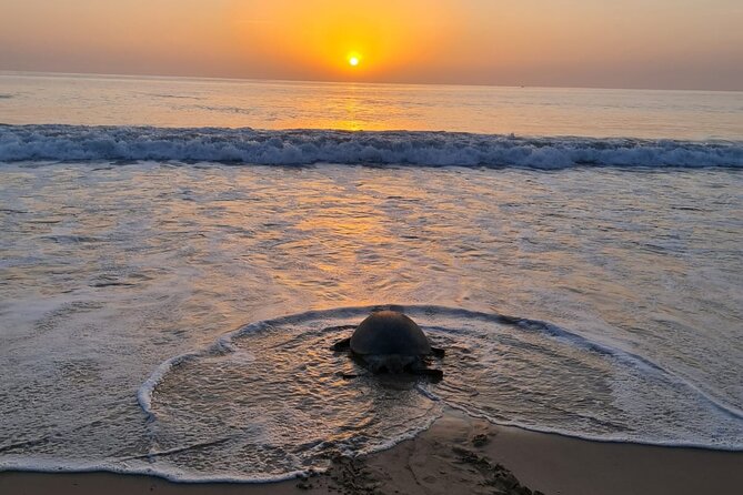 2-day Private Tour to Ras Al Hadd - An evening at Ras Al Hadd and Ras Al Jinz