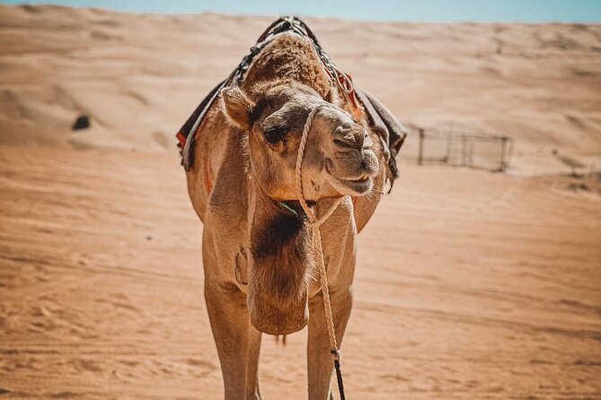 2-Day Private Wahiba Sands Desert Camping Tour from Muscat - Wadi Tiwi and the change from canyon to palms