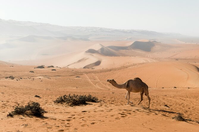 2 Days and 1 Night Private Wahiba Sands Desert Tour - Who should book this Wahiba Sands tour?