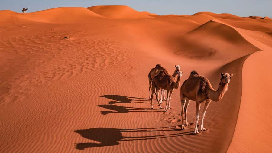 2 Days and 1 Night Private Wahiba Sands Desert with Wadi - Sunset, dinner, and a night at the camp