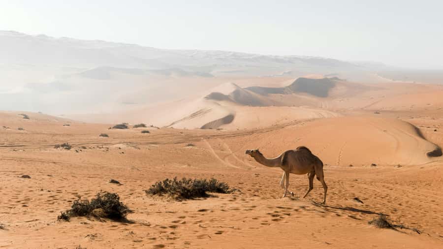 2 Days and 1 Night Private Wahiba Sands Desert with Wadi - Wadi Bani Khalid: water before sand