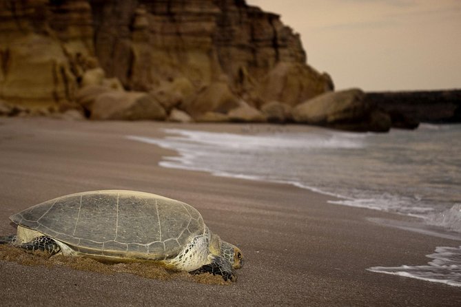 2 Days Tour TOUR FATIMA - Ras Al Jinz after dark and the search for turtles