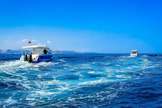 2 Hour Dolphin Watching Experience in Muscat - Cruising the Arabian Sea for wild dolphins