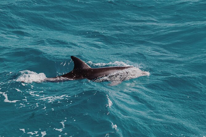 2 Hour Dolphin Watching Experience in Muscat - Is $49.99 a fair price?