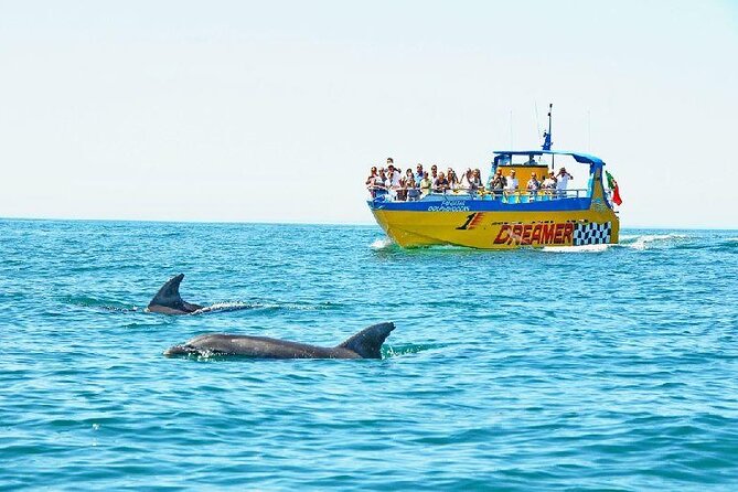 2 Hour Dolphin Watching Experience in Muscat - Four dolphin species you may see around Muscat
