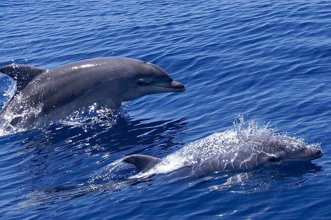 2 Hours Dolphin Watching Cruise in Muscat - Key points to know before booking