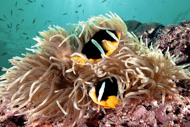 2 Hours Private Scuba Diving Activity in Qantab Beach - Why Qantab works well for a first scuba outing