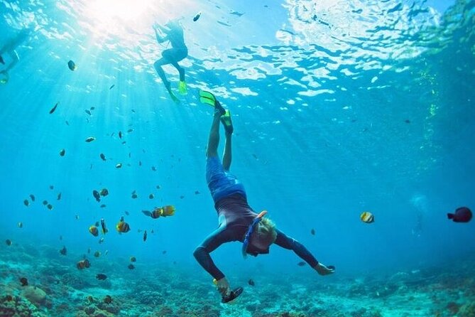 3 Hour Snorkeling and Dolphin Watching Experience in Muscat - A Muscat morning built around dolphins