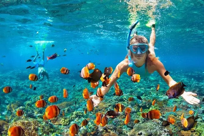3 Hour Snorkeling and Dolphin Watching Experience in Muscat - What to bring and how to prepare