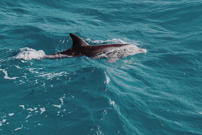 3-Hr Private Snorkeling and Dolphin Watching Tour at Muscat - Snorkeling Over Coral Reefs