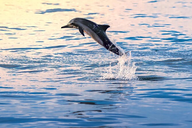 3-Hr Private Snorkeling and Dolphin Watching Tour at Muscat - Ending at a Quiet, Sunny Beach