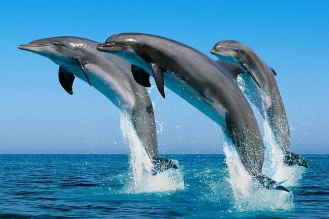 3-Hr Private Snorkeling and Dolphin Watching Tour at Muscat - Searching the Arabian Sea for Dolphins