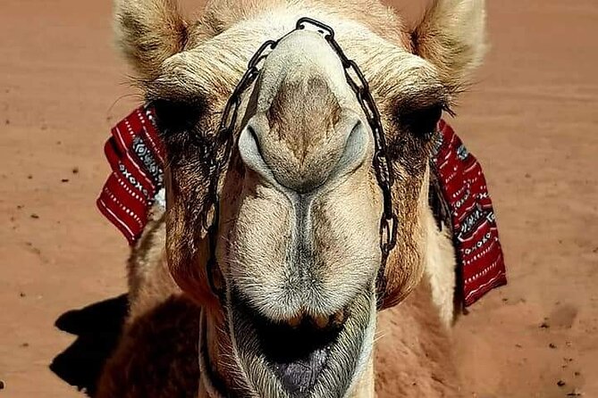 4 Days 3 Nights Package Oman Private Tour - Day 2: Sur, traditional boats, and a night in the dunes