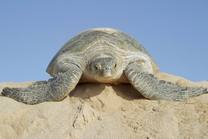 5 Days Jewels Of Oman Package - From Muscat to Oman’s coastal edge