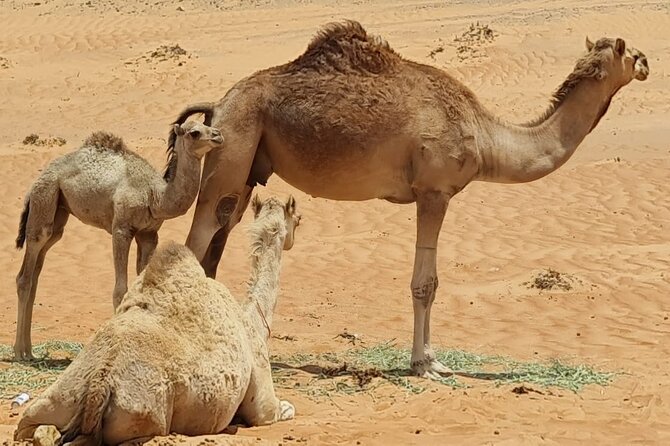 5-Days Private Oman Tour – Mountains, Deserts & Coastline - Day 4: Jebel Akhdar and the old village of Birkat Al Mouz