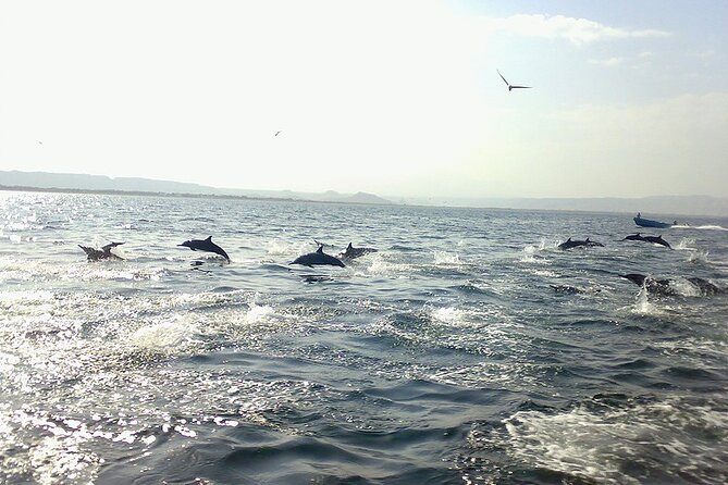 Amazing Dolphin Watching Tour In Muscat - Dolphins off Muscat, with the coast close behind