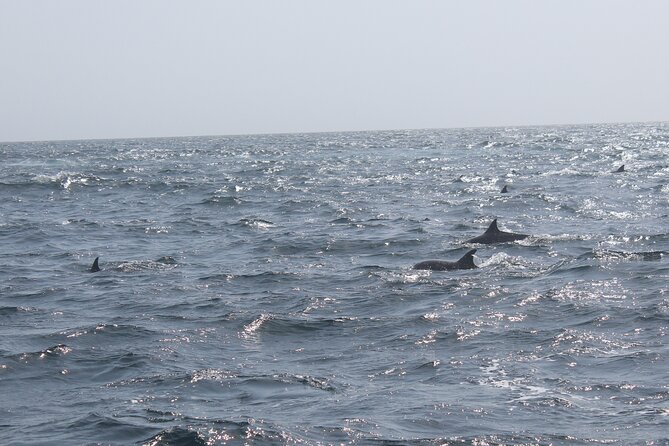 Amazing Dolphin Watching Tour In Muscat - Who will enjoy this most