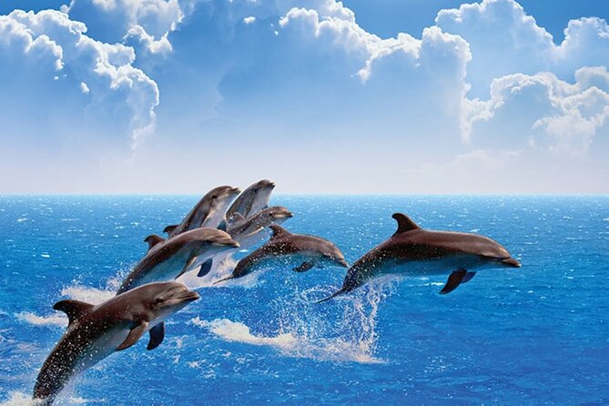 Amazing Dolphin Watching Tour In Muscat - What happens during the two-hour outing