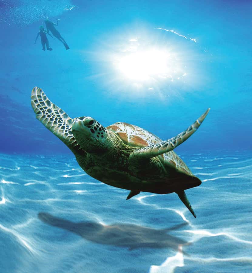Bandar Al Khayran Jorney: Group Tour with Snorkeling - Bandar Al Khayran or Muscat Bay on the day