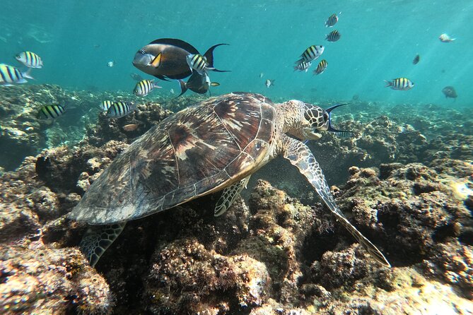 Cruises to Daymaniyat & Snorkeling - The crew can make the difference