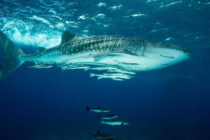 Daymaniyat island Natural Reserve and Dolphin Watching - A beach picnic, with an important seasonal catch