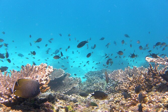 Daymaniyat island Natural Reserve and Dolphin Watching - The second snorkeling site