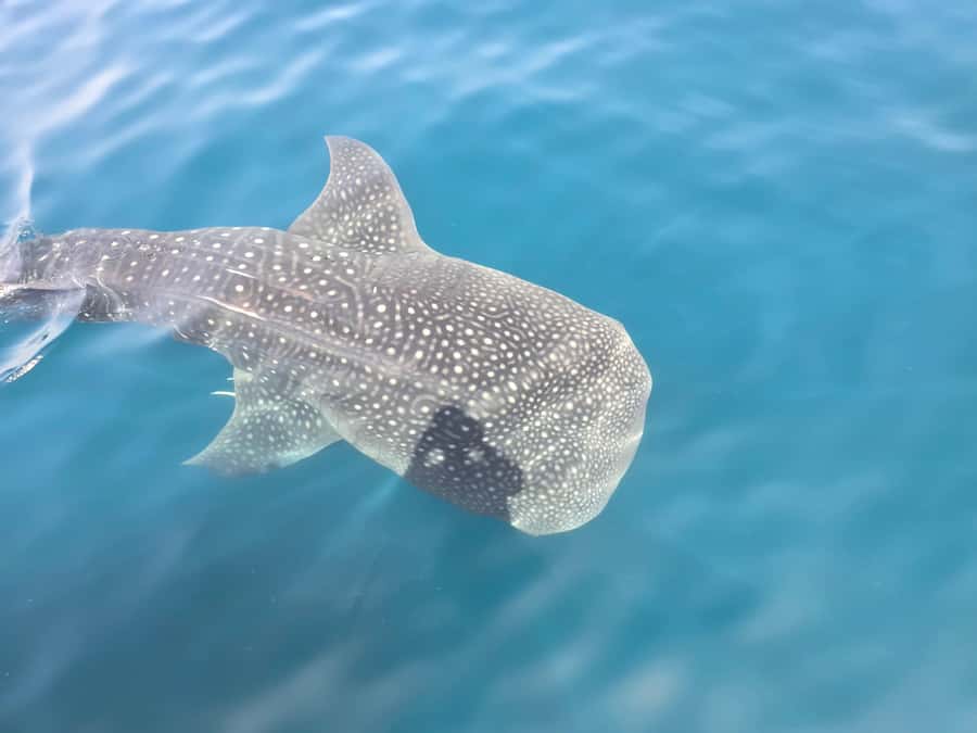 Daymaniyat Island: Snorkelling Tour with Tasty Lunch - From Seeb Marina to the Daymaniyat Islands
