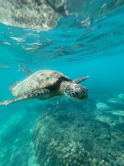 Snorkelling Tour with Tasty Lunch