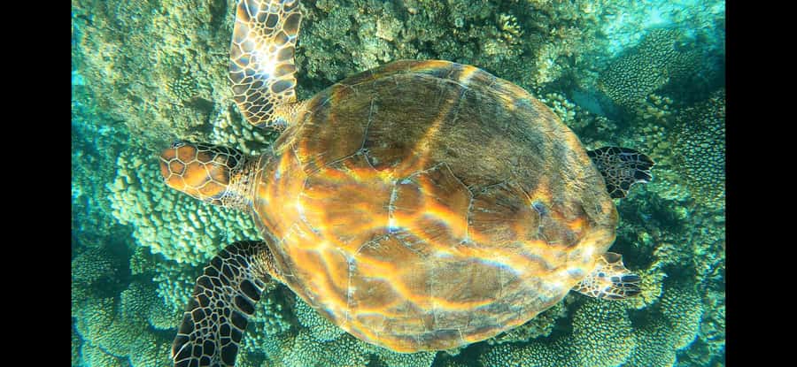 Daymaniyat Island: Snorkelling Tour with Tasty Lunch - How the guides shape the experience