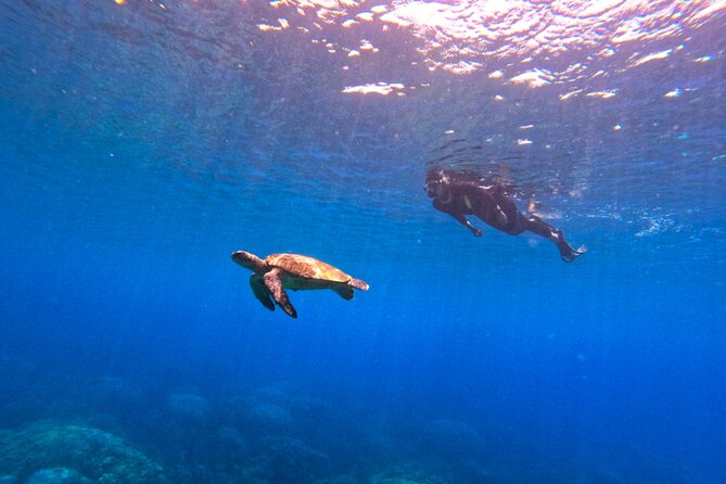Daymaniyat Islands Snorkeling Sharing Trip - Is the $106 price good value?