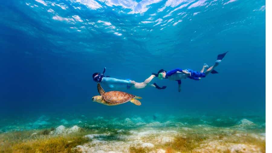 Daymaniyat Islands Snorkeling Small Group Turtles - Key points to know before booking