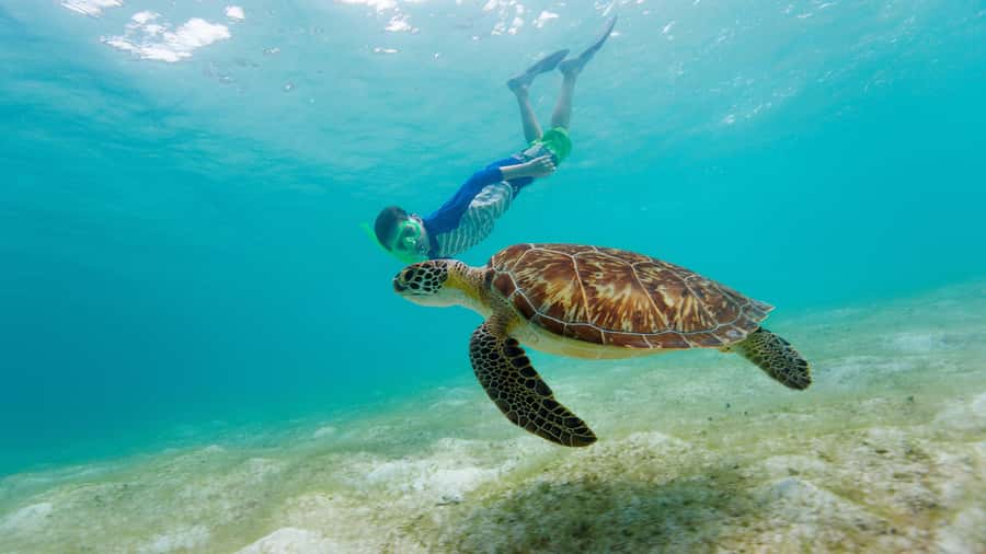 Daymaniyat Islands Snorkeling Small Group Turtles - Why the Daymaniyat Islands make a good snorkeling trip