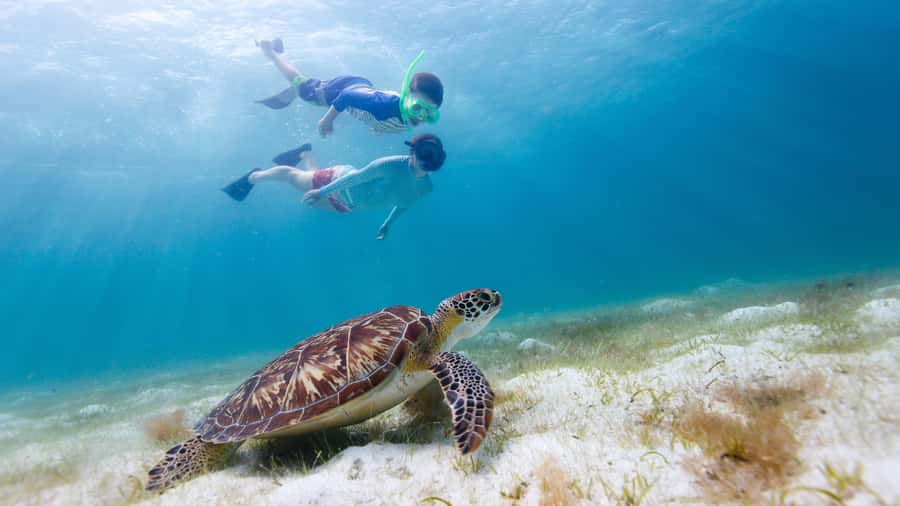 Daymaniyat Islands Snorkeling Small Group Turtles - Ten minutes of safety before entering the water