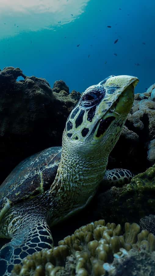 Daymaniyat Islands Snorkeling Small Group Turtles - Three hours around Daymaniyat’s marine life