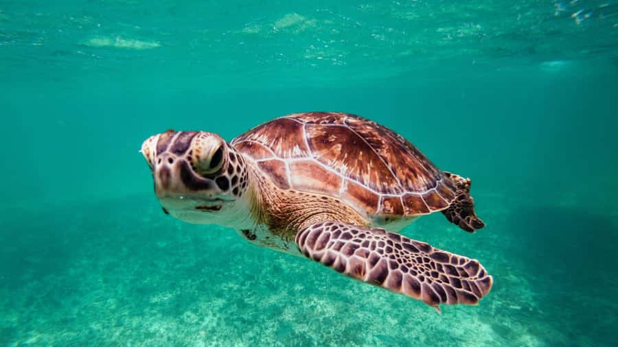 Daymaniyat Islands Snorkeling Small Group Turtles - The return to Seeb Port