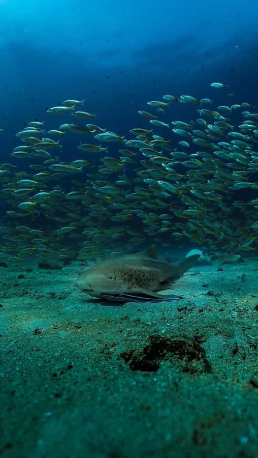 Daymaniyat Islands Snorkeling Small Group Turtles - Should you book it?