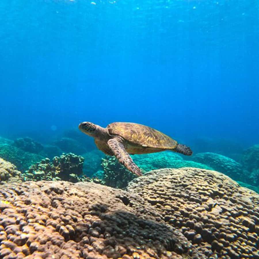 Daymaniyat Islands Snorkeling with Picnic Lunch - Key points at a glance