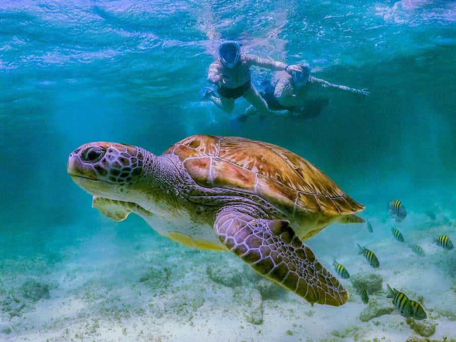 Daymaniyat Islands Snorkeling with Picnic Lunch - Turtle Bay and marine life