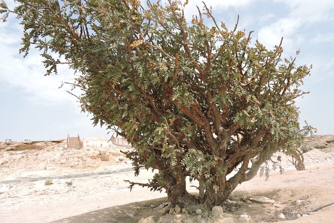 Desert Safari in Empty Quarter with Dune Bashing - From Salalah to Wadi Dawkah’s frankincense trees