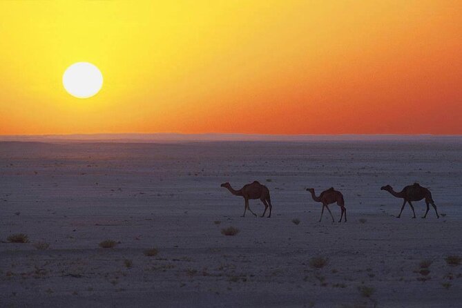 Desert Safari in Empty Quarter with Dune Bashing - Who should book this Empty Quarter tour?
