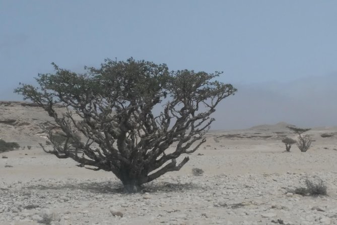 Desert Safari in the Rub al Khali - What the $512.83 group price really means