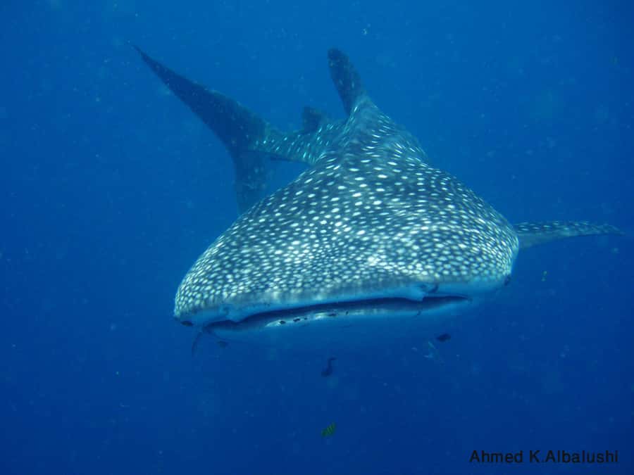 Dimaniyat Islands Scuba Diving Trip - Key points at a glance
