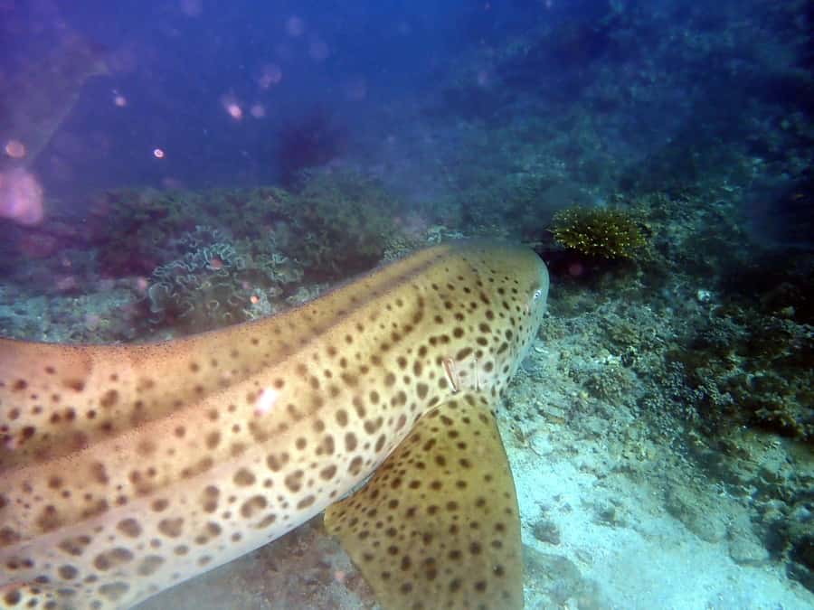 Dimaniyat Islands Scuba Diving Trip - Why the Dimaniyat Islands make a strong scuba day trip