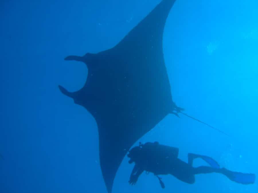 Dimaniyat Islands Scuba Diving Trip - The 30-minute boat ride to the reserve