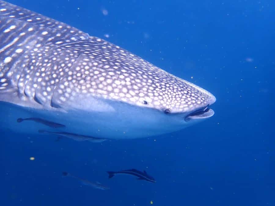 Dimaniyat Islands Scuba Diving Trip - First underwater session: turtles, sharks, and reef fish