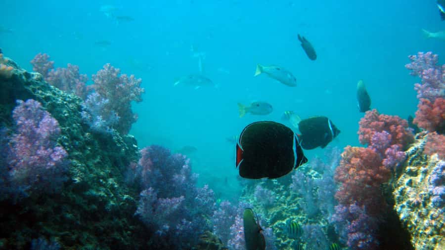 Dimaniyat Islands Scuba Diving Trip - Second site: another hour beneath the surface
