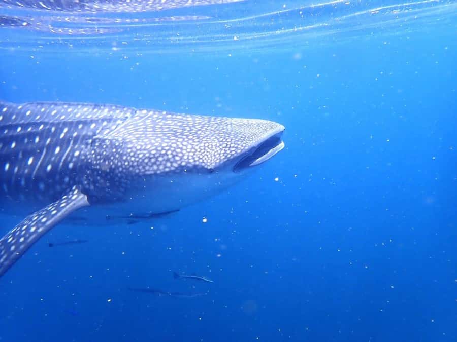 Dimaniyat Islands Scuba Diving Trip - The return trip may bring whale sharks