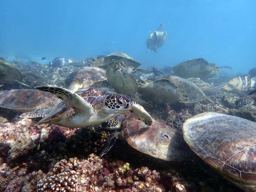 Dimaniyat Islands Scuba Diving Trip - Meeting at Alseeb Marina at 8:00 AM