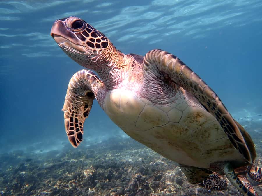 Dimaniyat Islands Snorkeling Trip - Why the Dimaniyat Islands are worth your morning